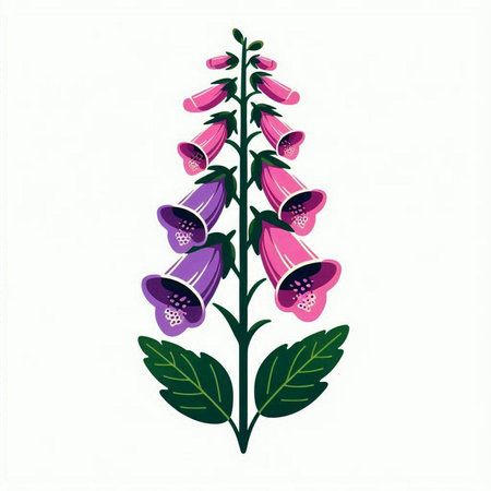 Digitalis purpurea or foxglove isolated on white backgroundのイラスト素材