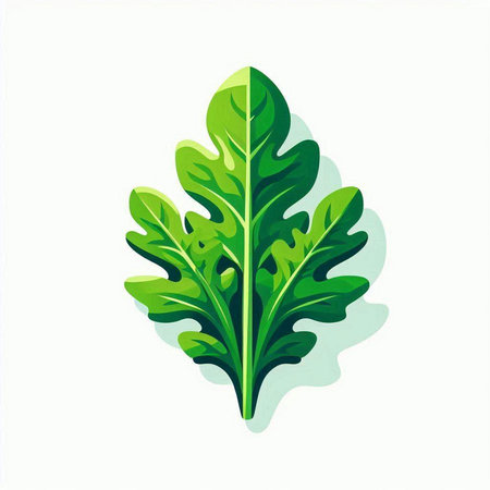 Green leaf of arugula isolated on white background. Vector illustration.のイラスト素材