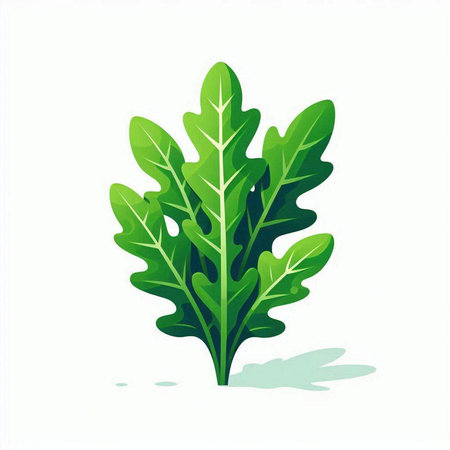 green leaves of arugula on a white background, vector illustrationのイラスト素材