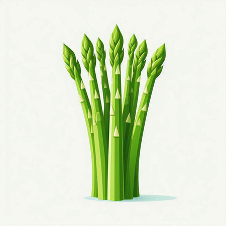 Vector illustration of fresh green asparagus isolated on white background.のイラスト素材