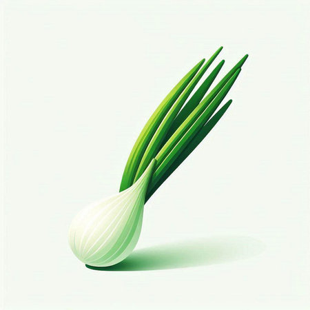 Illustration of fresh spring onion on white background. Vector illustration.のイラスト素材