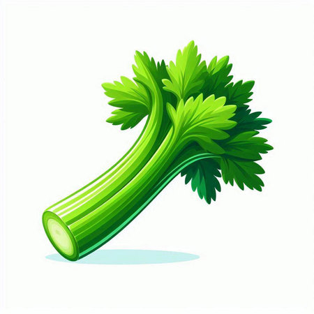 Celery isolated on white background. Vector illustration. Eps 10のイラスト素材