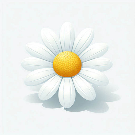 White daisy on a white background with shadow. Vector illustration.のイラスト素材