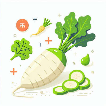 Radish vegetable on white background. Vector illustration. Eps 10.のイラスト素材