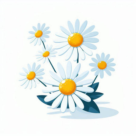 Bouquet of daisies on a white background. Vector illustration.のイラスト素材