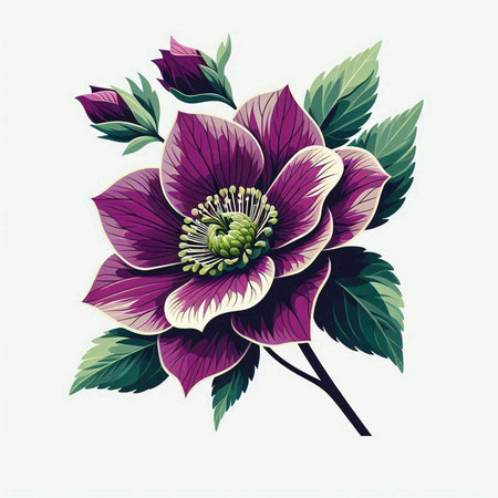 Beautiful blooming hellebore flower. Vector illustration.のイラスト素材