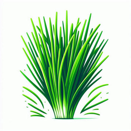 Vector illustration of fresh chives. Isolated on white background.のイラスト素材