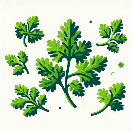 Coriander leaves on a white background. Vector illustration. Eps 10.のイラスト素材