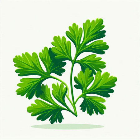 Parsley. Vector illustration of a bunch of parsley.のイラスト素材