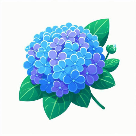Blue hydrangea isolated on white background. Vector illustration.のイラスト素材