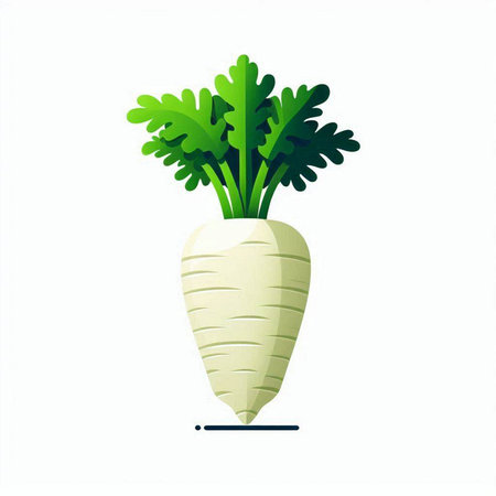 Daikon radish isolated on white background. Vector illustration.のイラスト素材