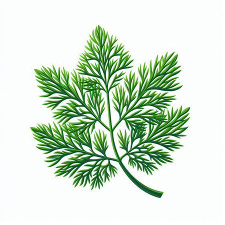 Dill leaf. Isolated on white background. Vector illustration.のイラスト素材