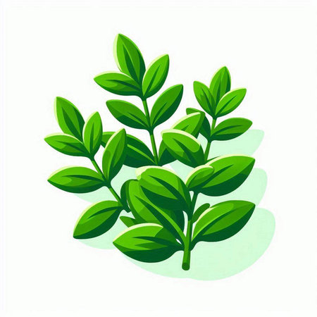 Green leaves of oregano on a white background. Vector illustration.のイラスト素材