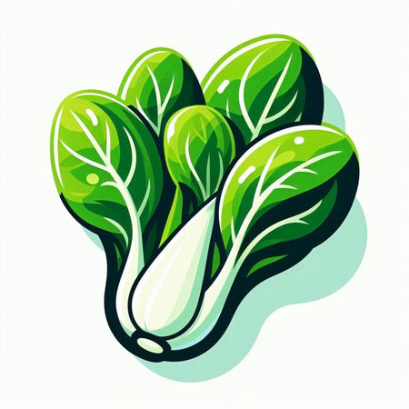Illustration of fresh chinese cabbage on white background. Vector illustration.のイラスト素材