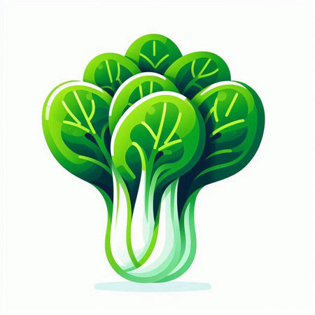 Bok choy, chinese cabbage, vegetable vector illustration.のイラスト素材