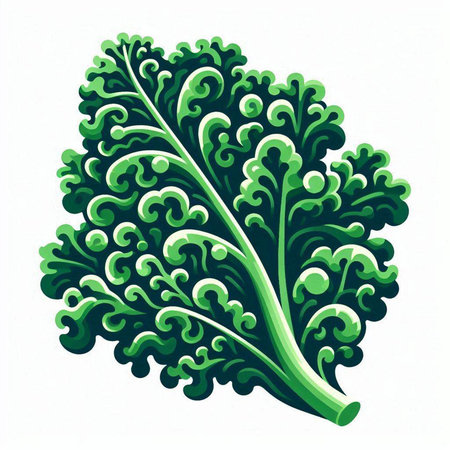 Illustration of fresh green curly kale leaf isolated on white background.のイラスト素材