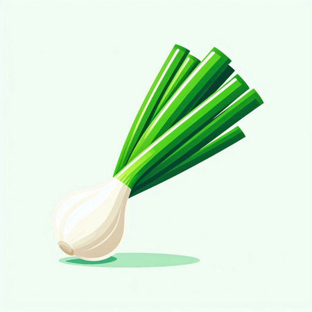Illustration of fresh green onion on white background. Vector illustration.のイラスト素材