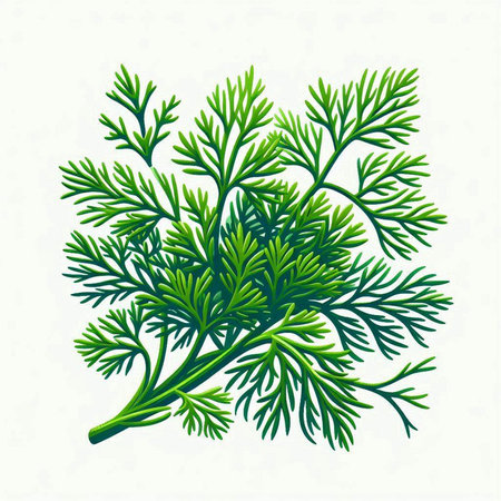 Fresh green dill leaves isolated on white background. Vector illustration.のイラスト素材