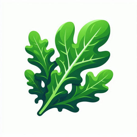 Fresh green arugula leaf isolated on white background. Vector illustration.のイラスト素材