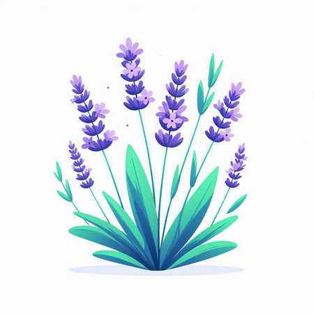 Lavender flowers. Vector illustration of lavender flowers with leaves.のイラスト素材