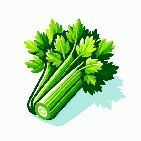 Celery with leaves on a white background. Vector illustration.のイラスト素材