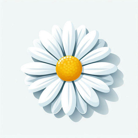 Daisy flower on white background. Vector illustration for your design.のイラスト素材