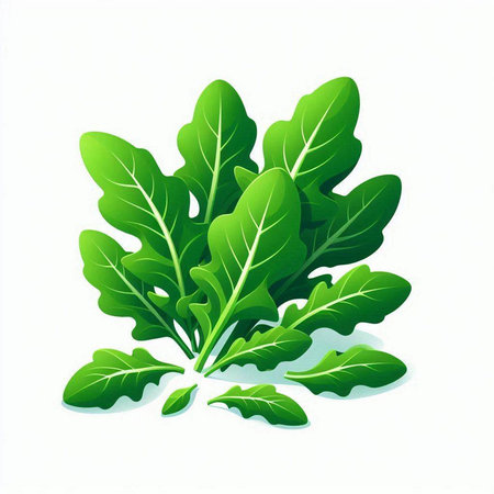 Fresh arugula leaves isolated on white background. Vector illustration.のイラスト素材