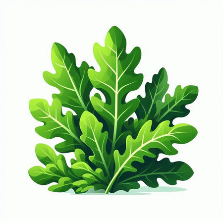 Fresh green arugula leaves isolated on white background. Vector illustration.のイラスト素材