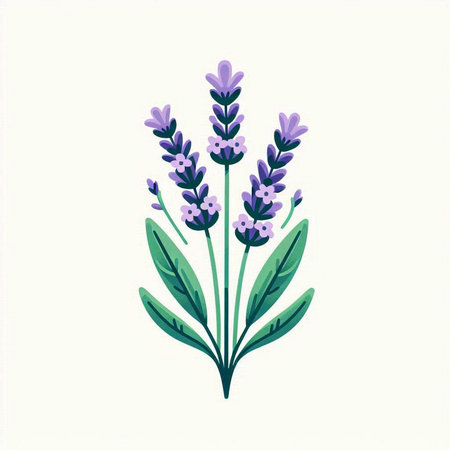 Lavender flower vector illustration. Hand drawn lavender flowers.のイラスト素材