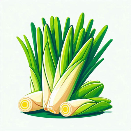 Illustration of fresh leek on white background. Vector illustration.のイラスト素材