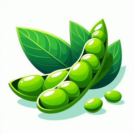 Illustration of fresh green soybeans with leaves on a white backgroundのイラスト素材