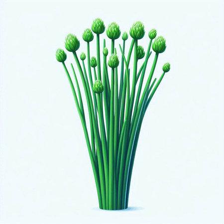 Bunch of chives on a white background. Vector illustration.のイラスト素材
