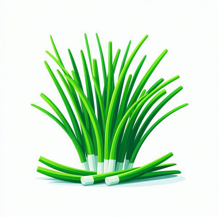 Illustration of fresh green onion on a white background. Vector illustrationのイラスト素材