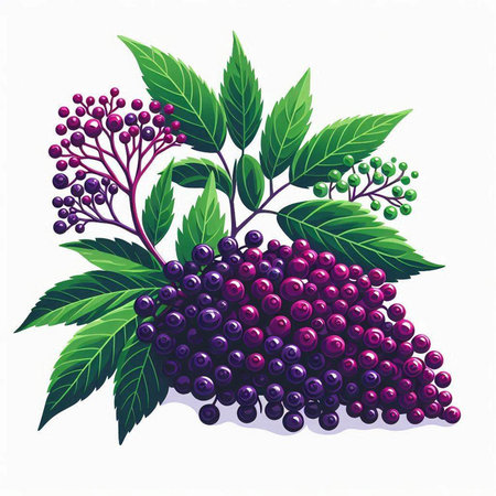 Bunch of elderberry with leaves isolated on white background. Vector illustration.のイラスト素材