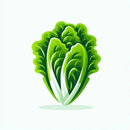 Lettuce icon. Vector illustration of lettuce leaf isolated on white background.のイラスト素材