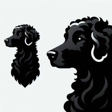 black poodle and black poodle isolated on white background, vector illustrationのイラスト素材