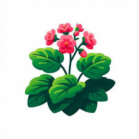 Flowering geranium isolated on white background. Vector illustration.のイラスト素材