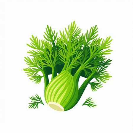 Fresh fennel isolated on a white background. Vector illustration.のイラスト素材