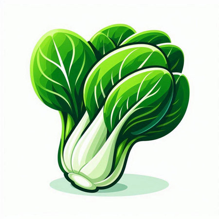 Illustration of a fresh chinese cabbage isolated on a white backgroundのイラスト素材