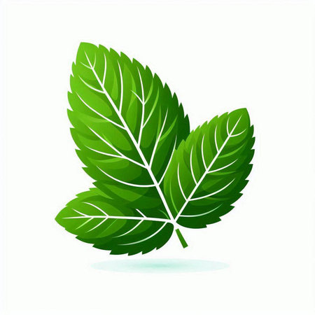 Mint leaf. Isolated on white background. Vector illustration.のイラスト素材