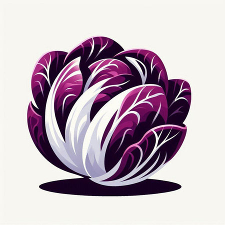 Purple cabbage on a white background. Vector illustration for your designのイラスト素材