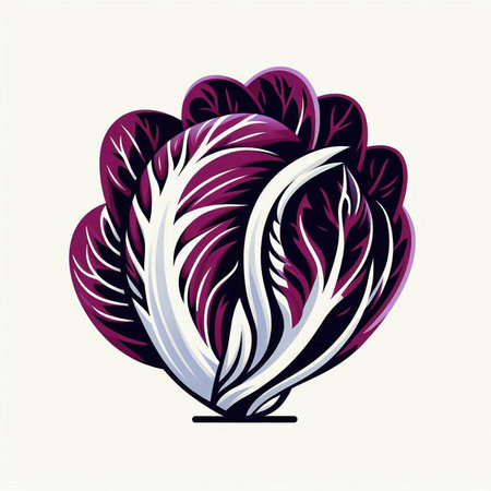 Vector illustration of a fresh cabbage on a white background. Vector illustration.のイラスト素材