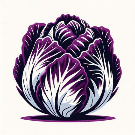 Purple cabbage on a white background. Vector illustration for your designのイラスト素材