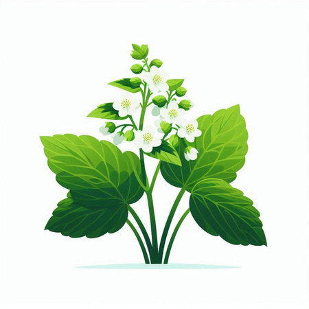 Jasmine flowers and leaves isolated on white background. Vector illustration.のイラスト素材