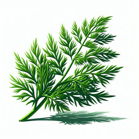 Dill leaves isolated on white background. Vector illustration. Eps 10.のイラスト素材