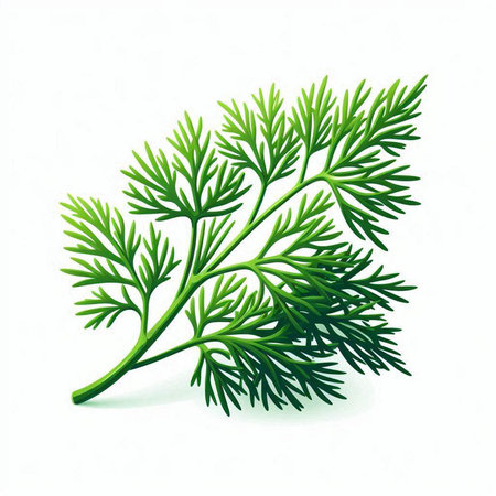 Fresh green dill isolated on a white background. Vector illustration.のイラスト素材