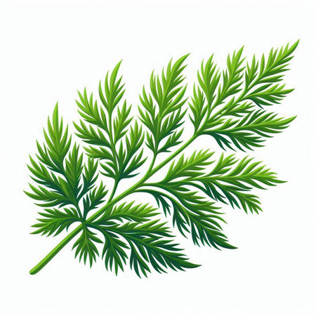 Green leaves of dill on a white background. Vector illustration.のイラスト素材