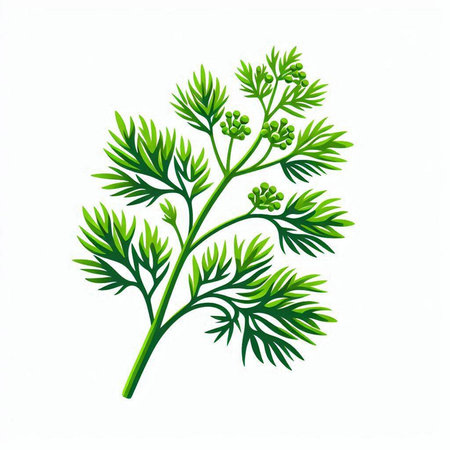 Dill leaves isolated on white background. Vector illustration. Eps 10.のイラスト素材