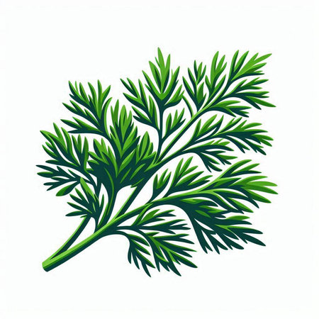 Fresh green dill isolated on a white background. Vector illustration.のイラスト素材