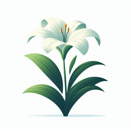 Illustration of a white lily on a white background, vectorのイラスト素材